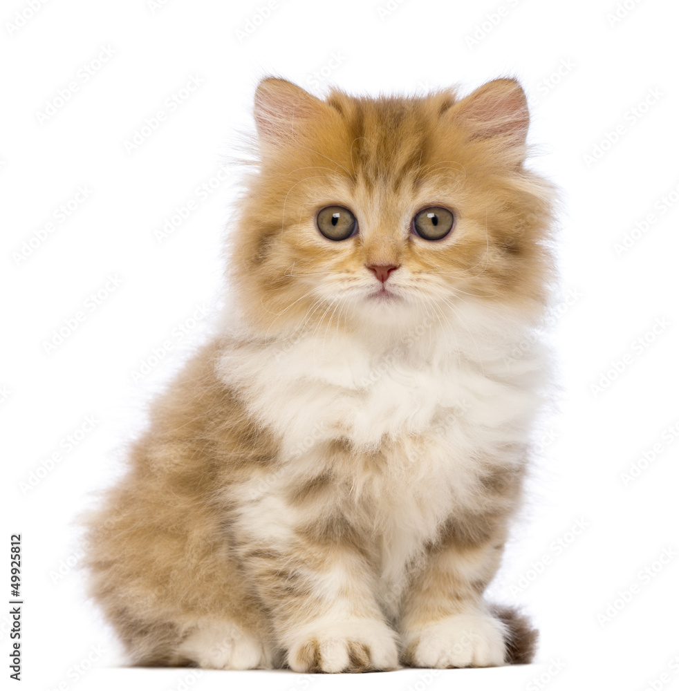 British Longhair kitten, 2 months old, sitting