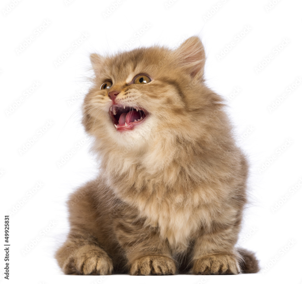 Fototapeta premium British Longhair kitten, sitting, looking up and meowing