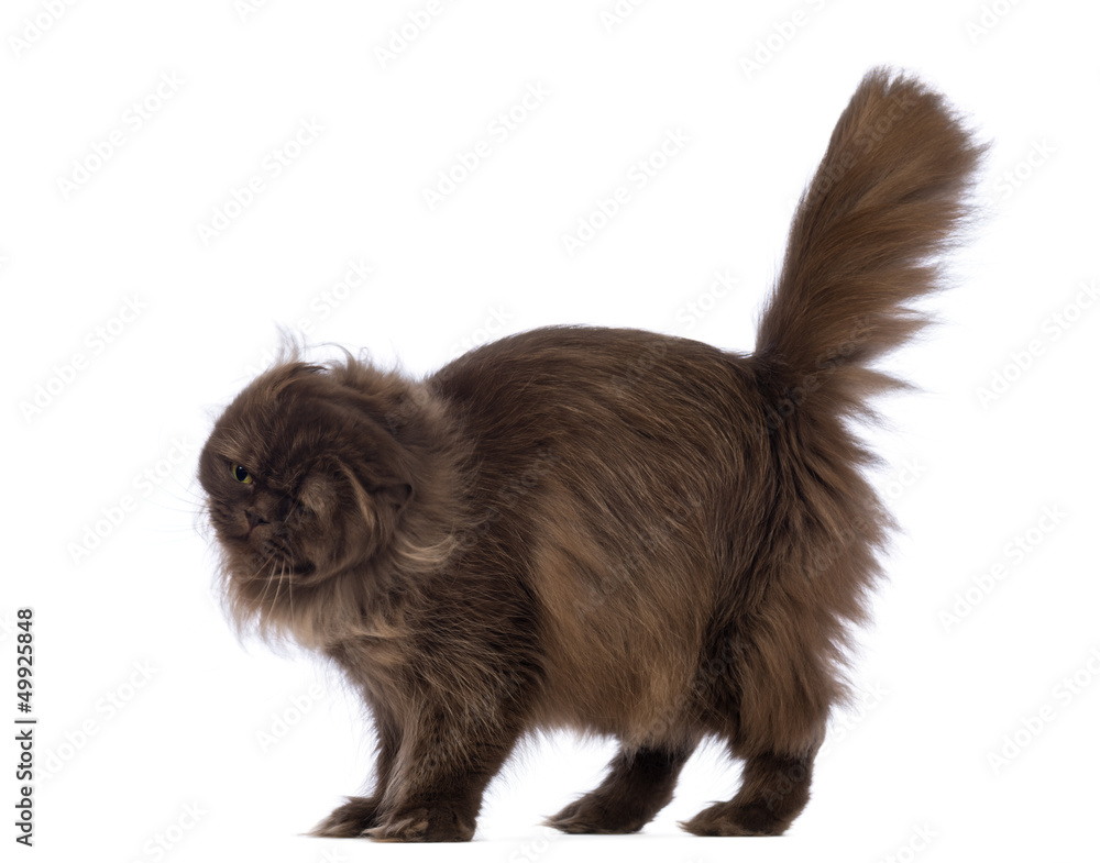 Highland Fold, 4.5 years old, shaking itself Highland Fold, 4.5 years old, shaking itself