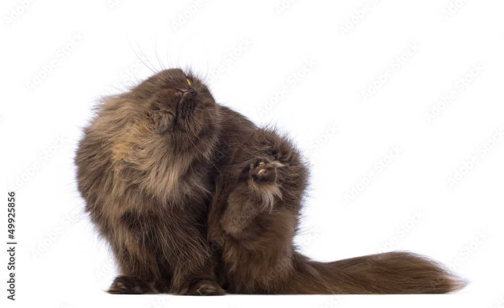 Fototapeta premium Highland Fold, 4.5 years old, sitting and scratching itself