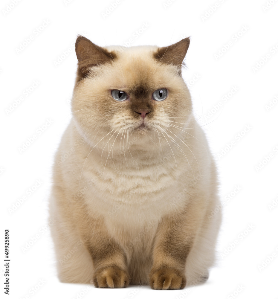Fat British Shorthair, sitting and looking with suspicion