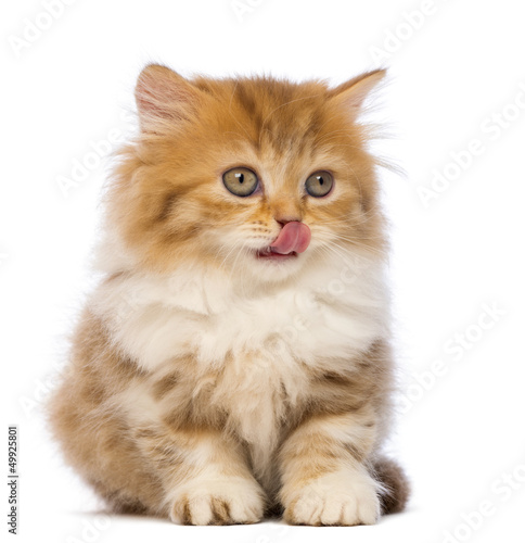 Fototapeta Naklejka Na Ścianę i Meble -  British Longhair kitten, 2 months old, sitting, looking away
