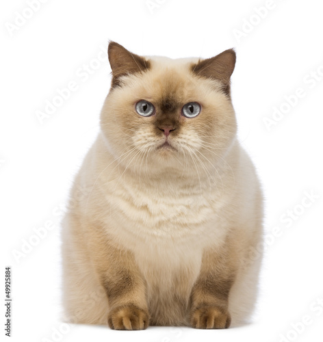 Fototapeta Naklejka Na Ścianę i Meble -  Fat British Shorthair,  sitting and looking at the camera