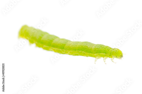 green caterpillar