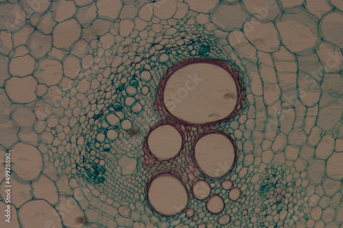 microscopy micrograph plant tissue, stem of pumpkin photo