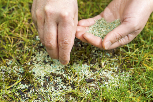 Replanting New Grass Seed