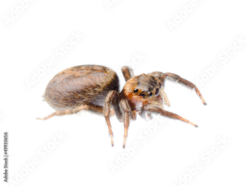 animal black jumping spider © defun