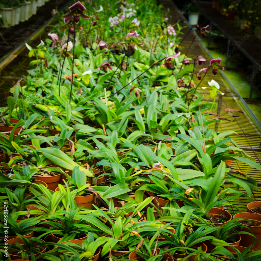 green house orchid flower nursery green house orchid flower nursery