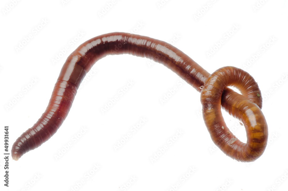 earth worm earth worm