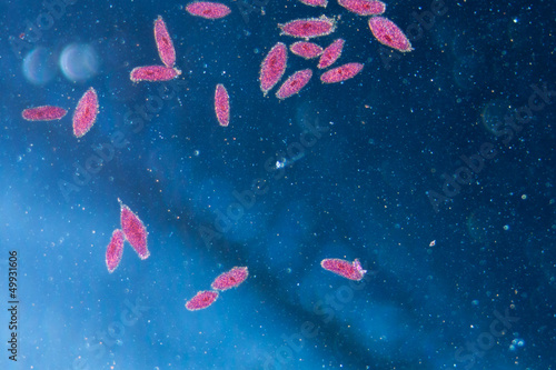 Photos animal  conjugation of Paramecium caudatum