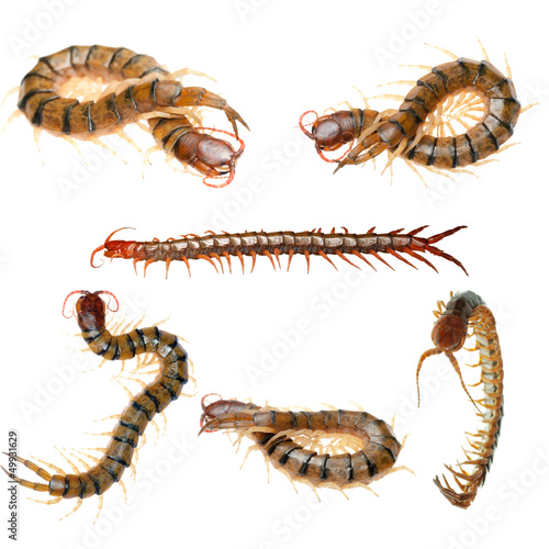 poison centipede isolated collection