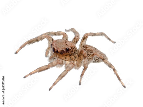animal jumping spider