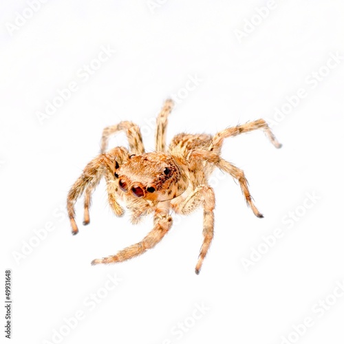 animal jumping spider
