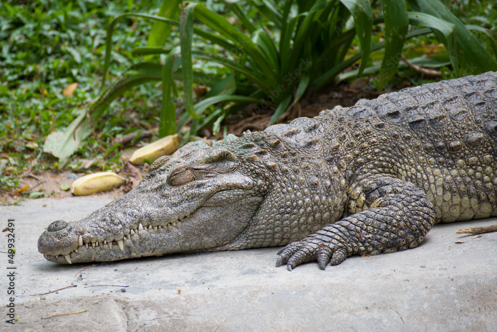 Fototapeta premium Head Shot of Siamese Crocodile