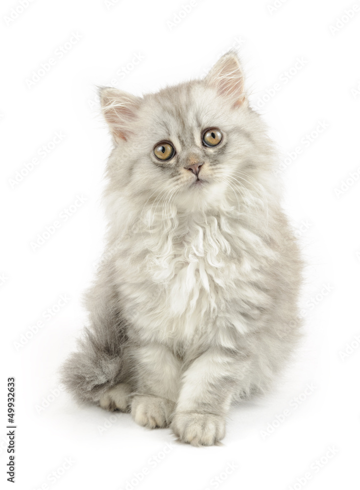 fluffy white longhair cat