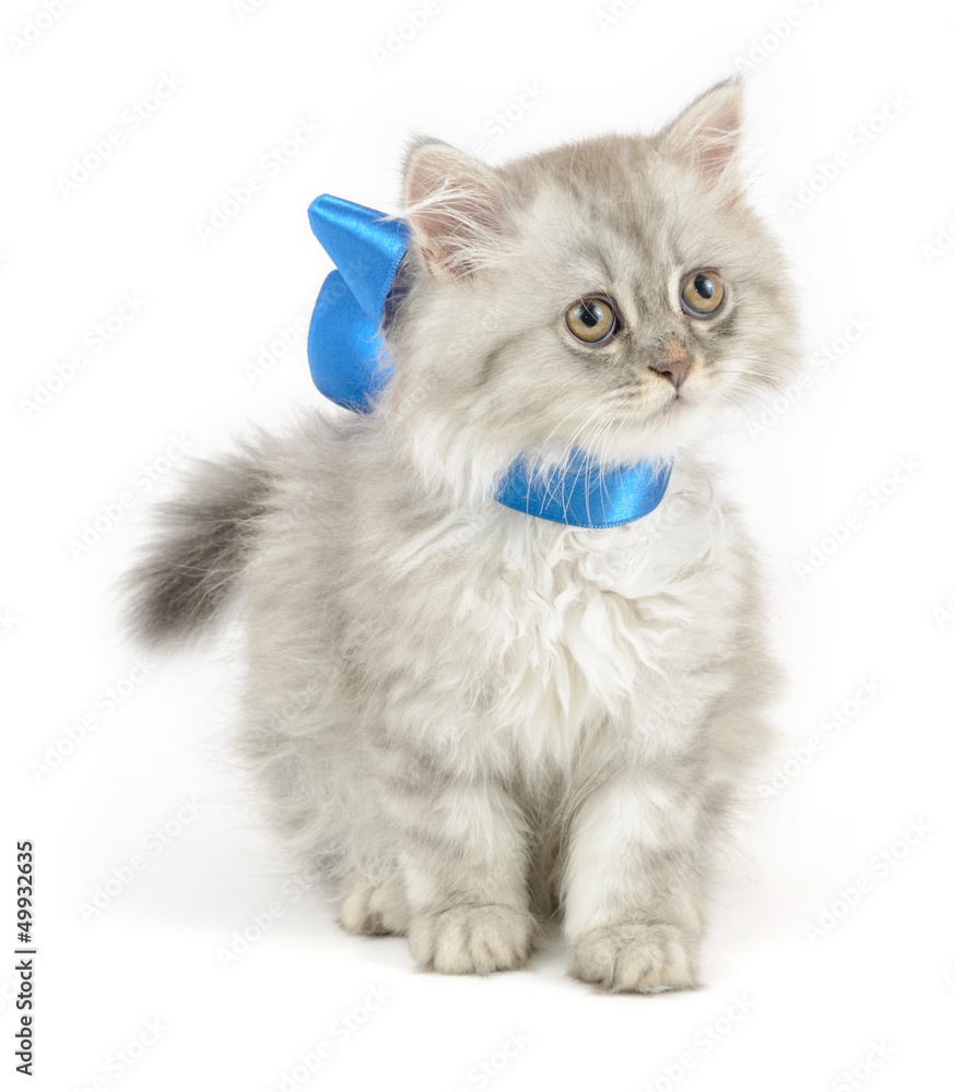 curious white kitten with blue ribbon