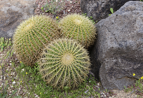 Cactus park at Tel-Aviv