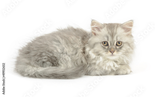 Foto kitten of british longhair breed