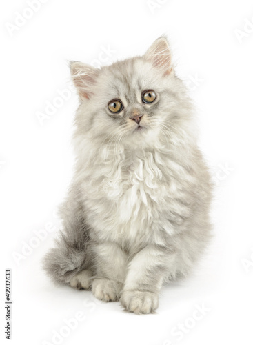 fluffy white longhair cat