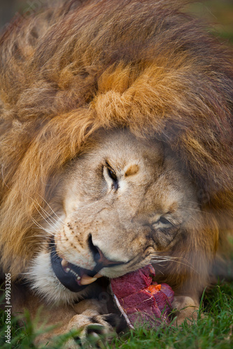 Fototapeta Naklejka Na Ścianę i Meble -  Enjoying his food.