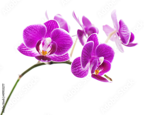 Very rare purple orchid isolated on white background. © GLandStudio