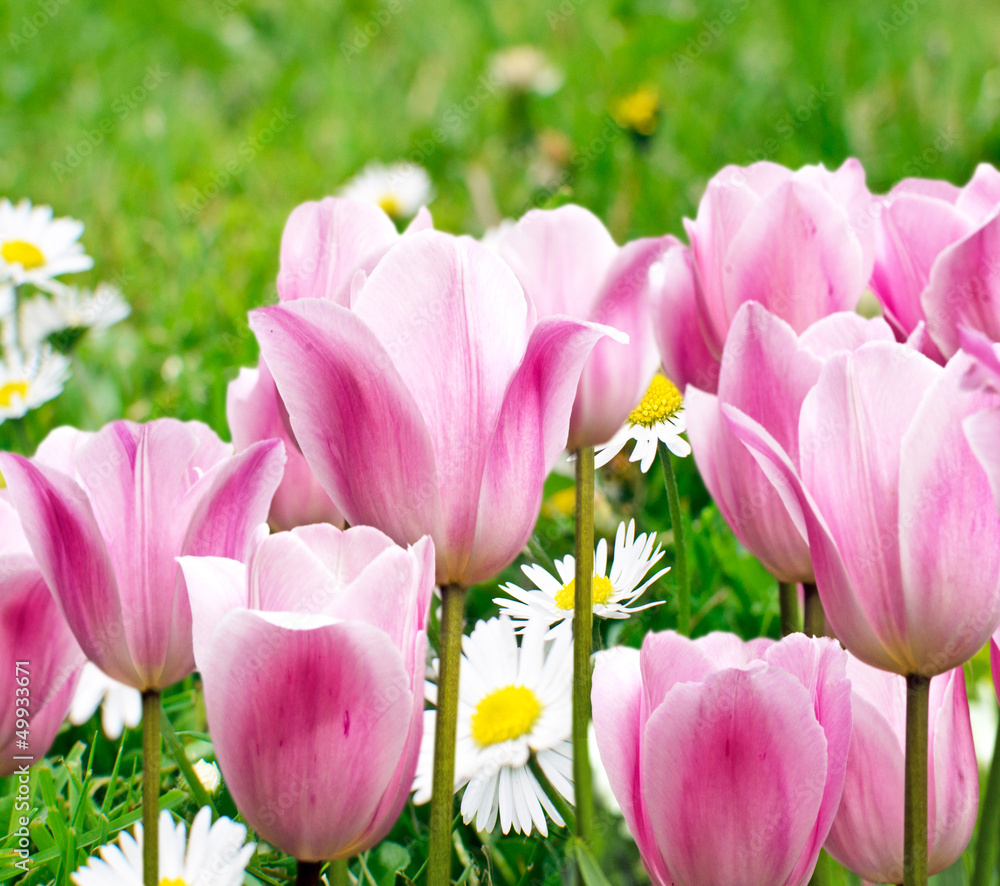 Obraz premium Frühlingserwachen: Gänseblümchen und zart-lila Tulpen