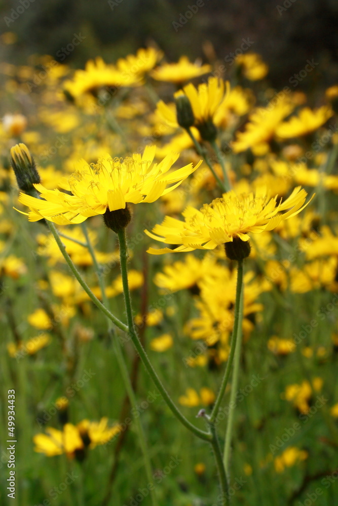 Obraz premium meadow with hawkweed flowers