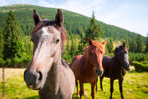 three wild horses © YARphotographer