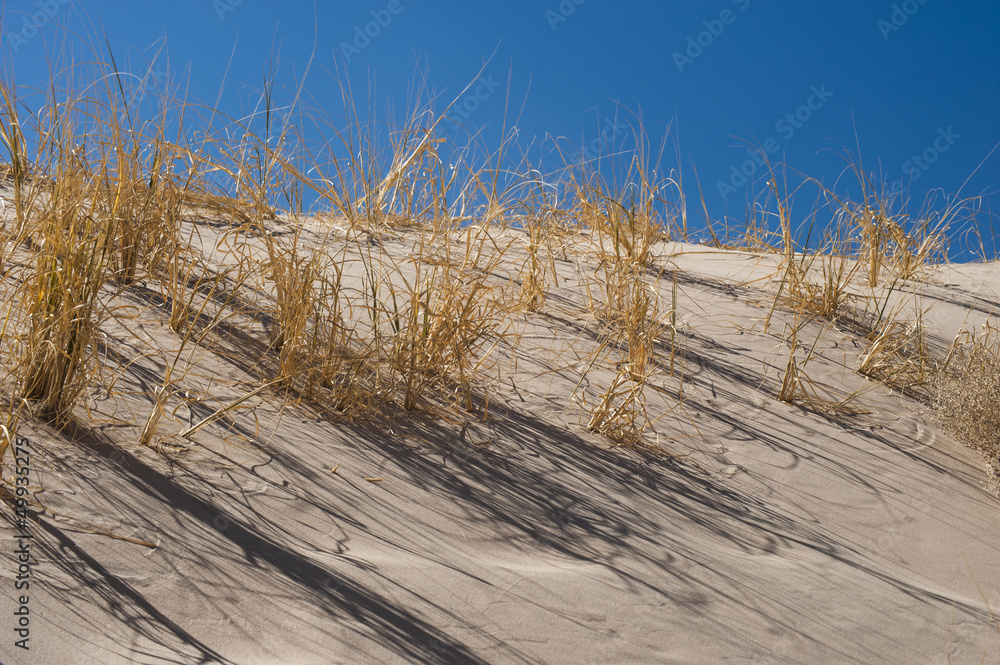 Kelso sand dunes vegetation Kelso sand dunes vegetation