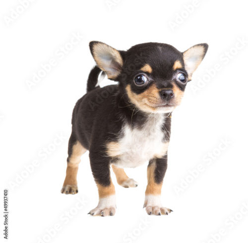 short haired chihuahua puppy in front of a white background © Andrei Starostin