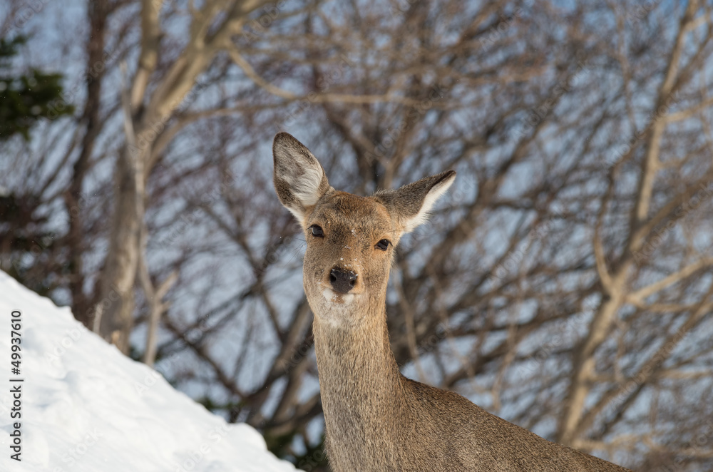 Fototapeta premium 知床のエゾシカ