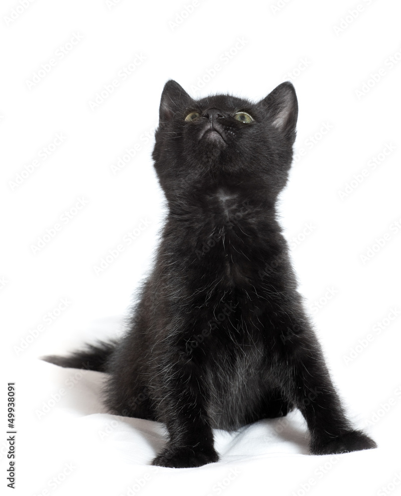 Obraz premium little black kitten. age of 1.5 months