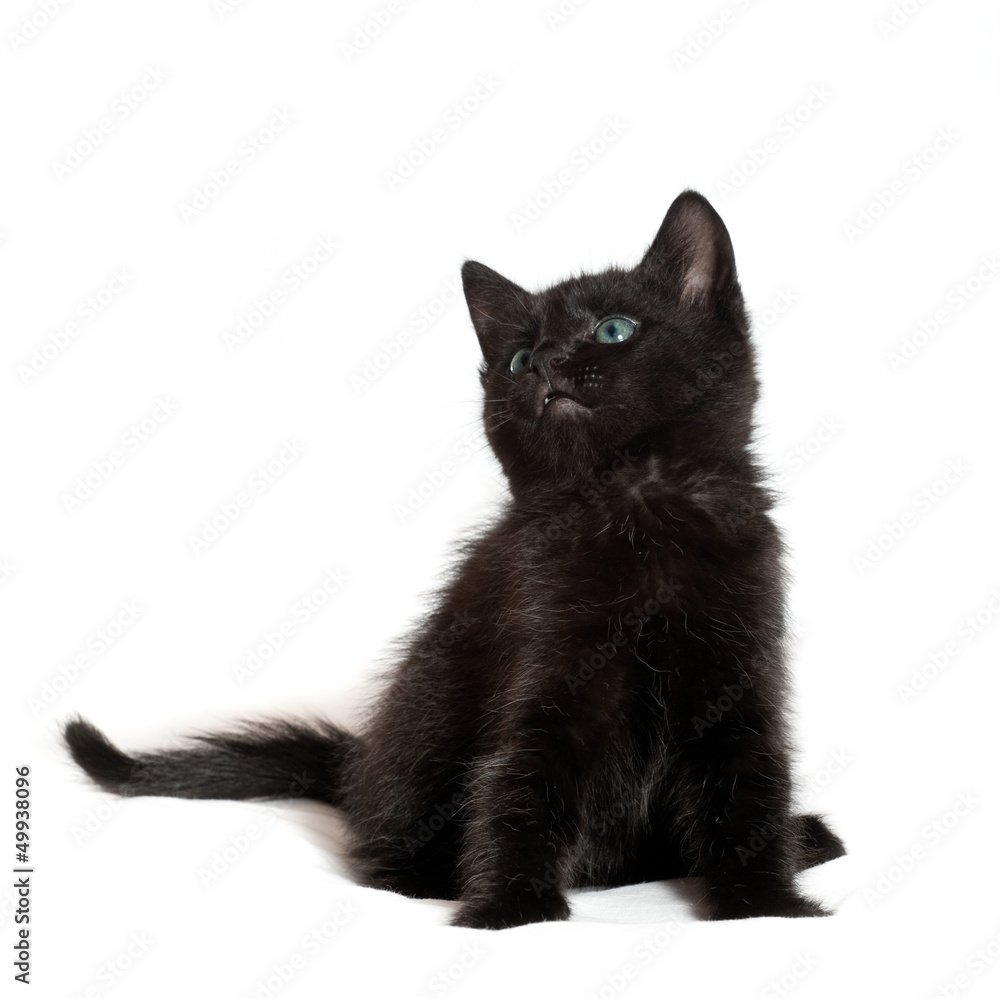 little black kitten. age of 1.5 months