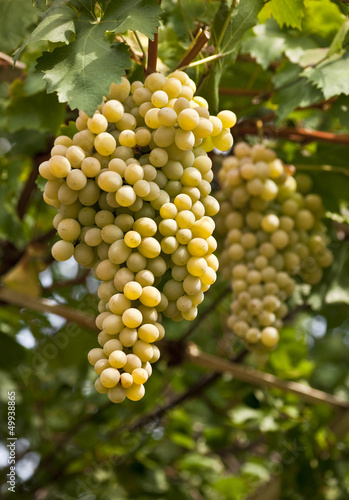 bunch of white grapes on a vine