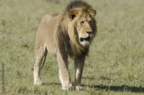 lion, ,panthera leo, Réserve ,Masai Mara, Kenya