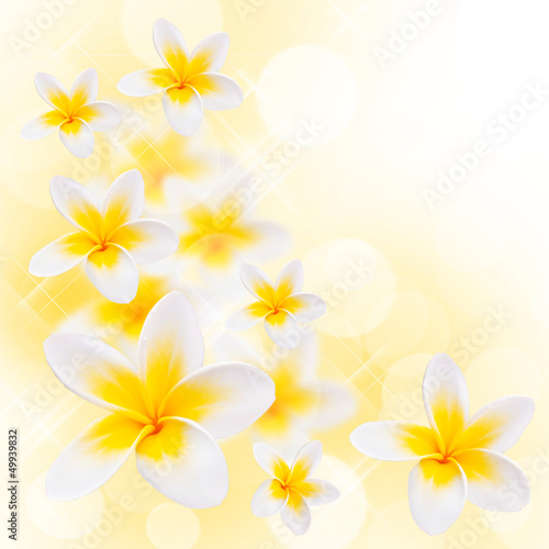 Fleurs de frangipanier, fond blanc carré © Delphotostock