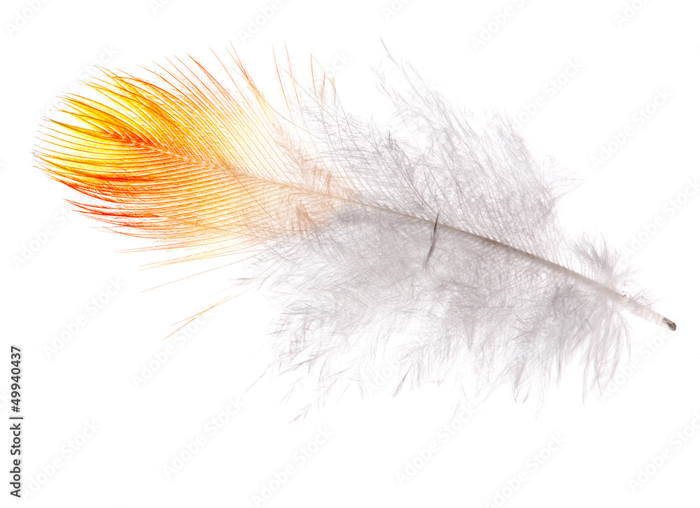 single feather with orange edge