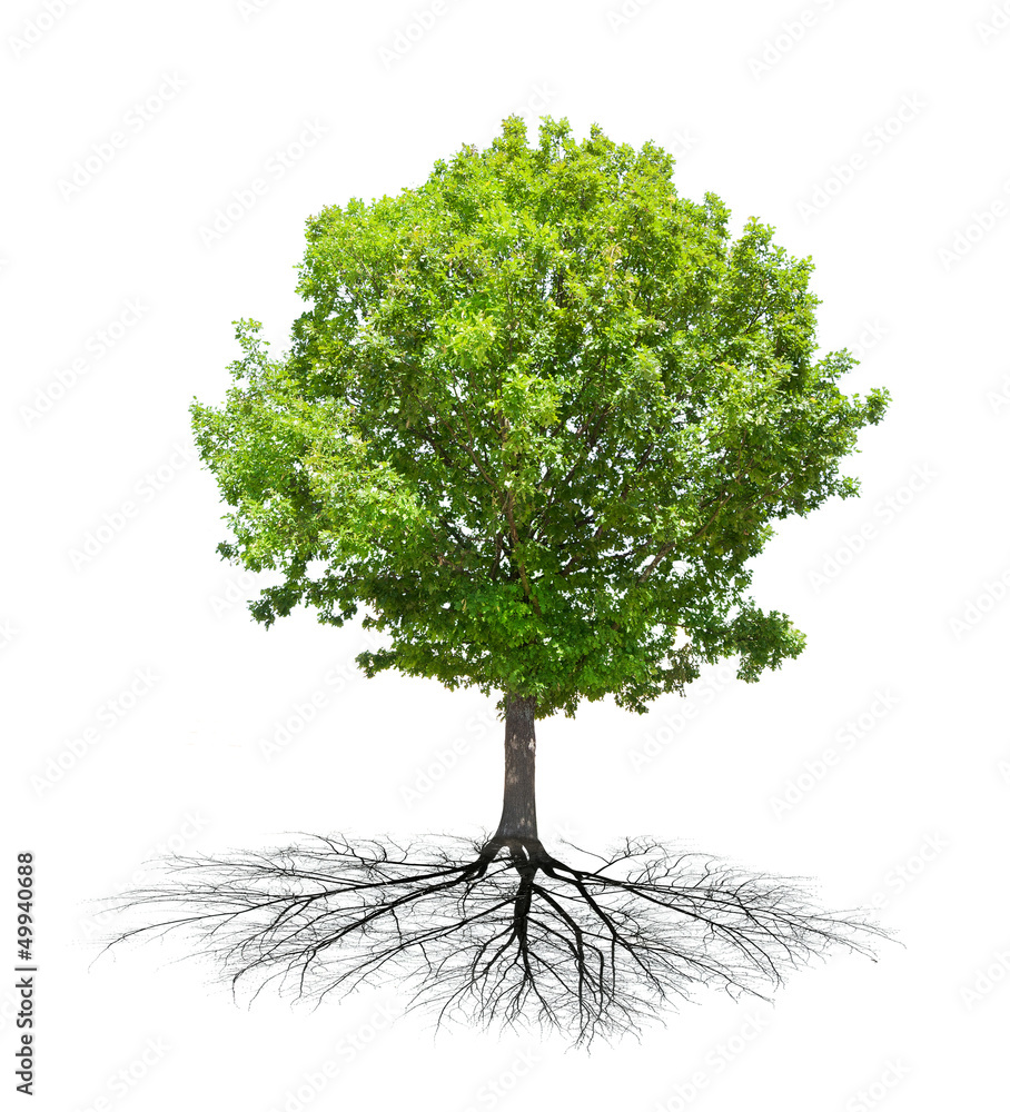 isolated green oak with root - obrazy, fototapety, plakaty 
