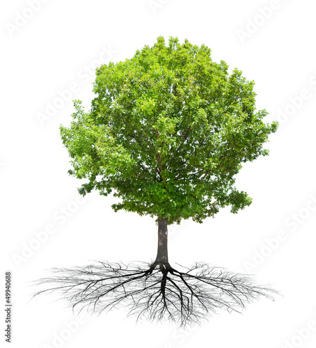 isolated green oak with root