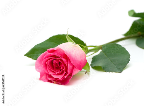 pink rose on a white background