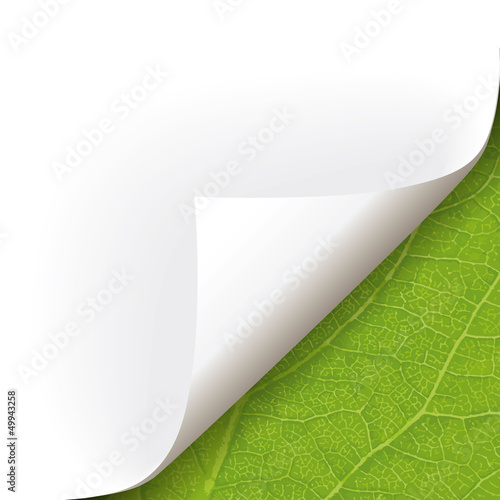 Papier Ecke Pflanze rechts unten
