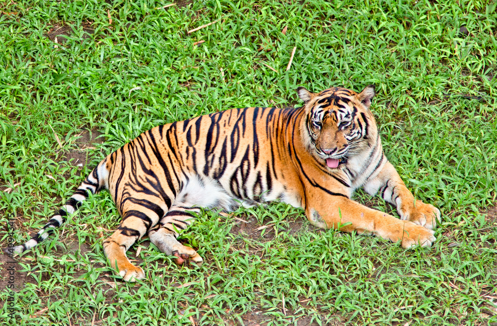 Obraz premium Tiger, portrait of a bengal tiger.