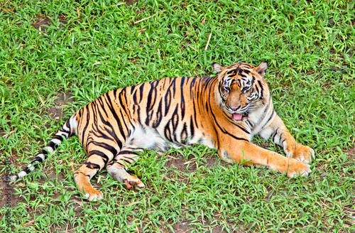 Tiger  portrait of a bengal tiger.