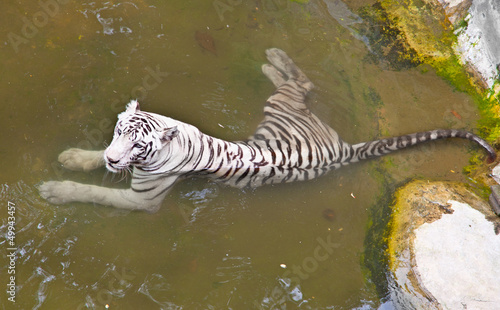 White tiger in water  Java  Indonesia.