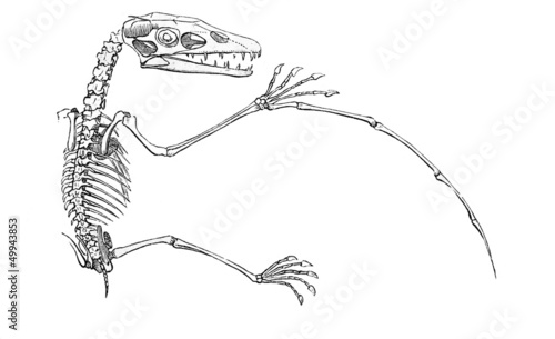Pterodactylus- Skelett (Alte Lithographie) photo