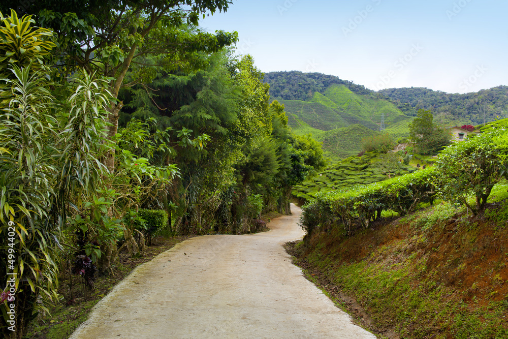 Country road in tea plantation, Cameron highlands, Malaysia Country road in tea plantation, Cameron highlands, Malaysia