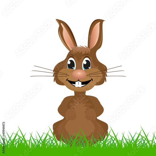 Rabbit in the grass