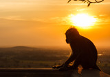 Silhouette of a monkey in sunset