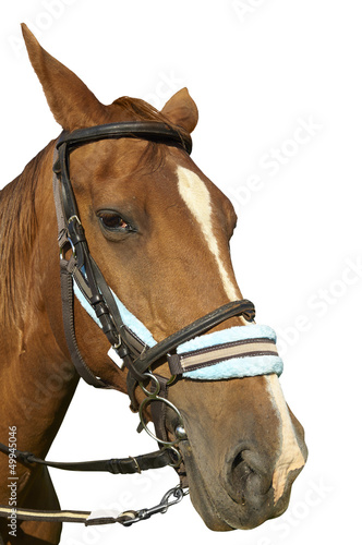 horse isolated on a white background