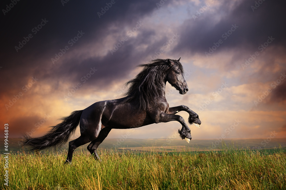 Fototapeta premium Czarny koń fryzyjski galop